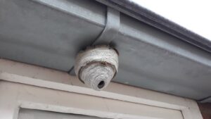 Wasp nest on the side of a home. 